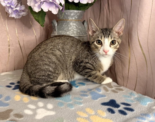 Cyro, a cat for adoption from For Pet's Sake Rescue