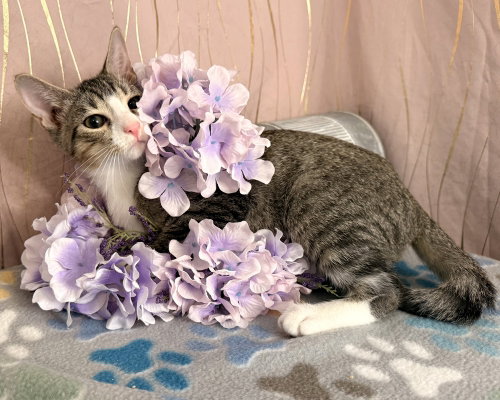 Photo 4 of Cyro