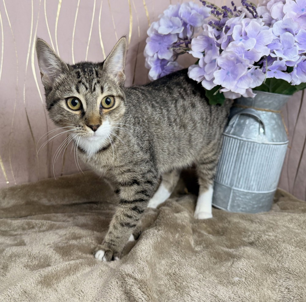 Skye, Domestic Short Hair