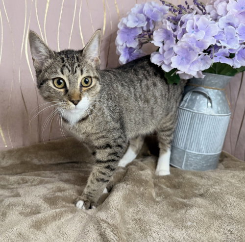 Skye, a cat for adoption from For Pet's Sake Rescue