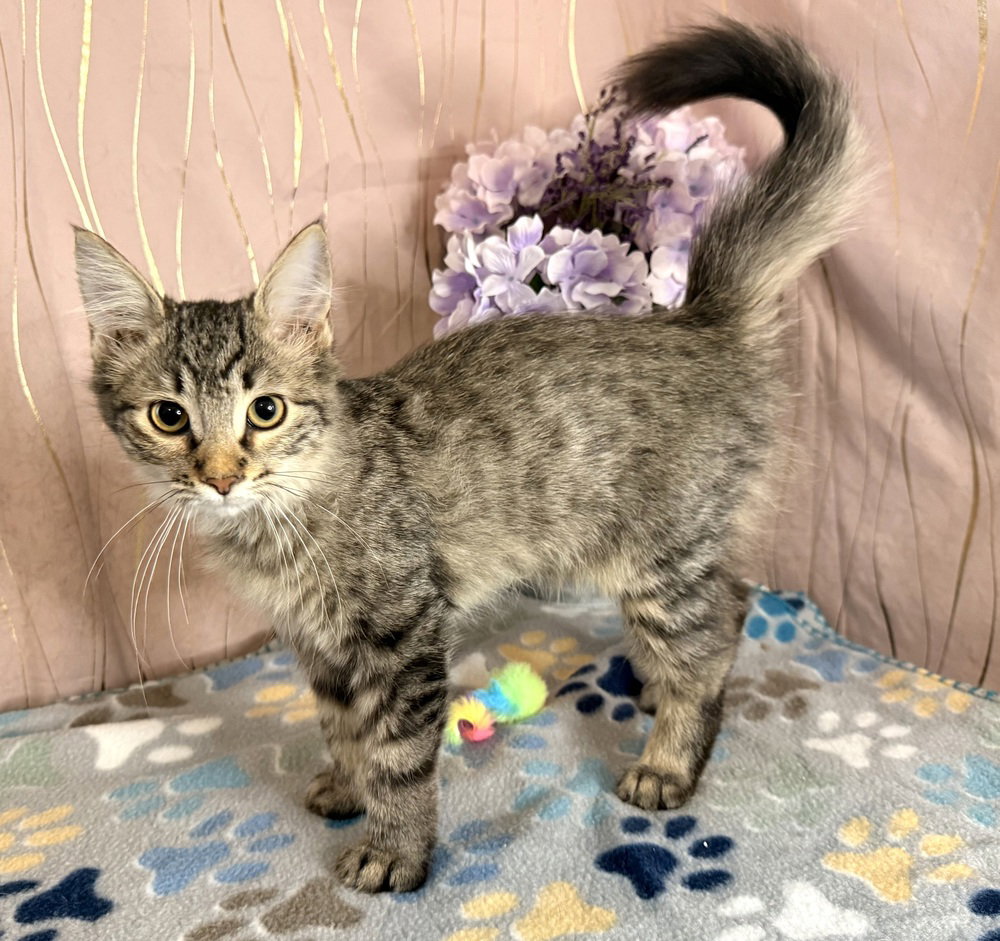 Scone, Domestic Short Hair