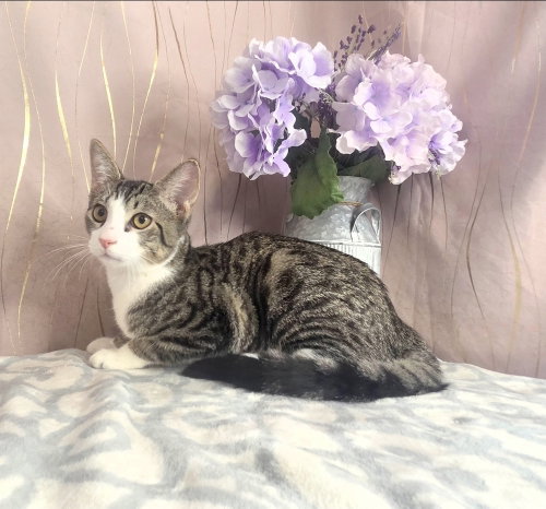 Ibby, a cat for adoption from For Pet's Sake Rescue