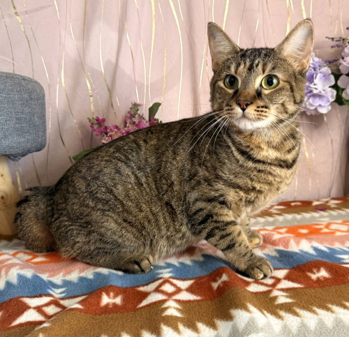 Meeka, a cat for adoption from For Pet's Sake Rescue