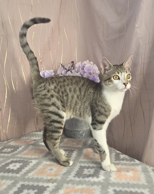 Tiger, a cat for adoption from For Pet's Sake Rescue
