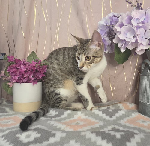 Photo 3 of Tiger