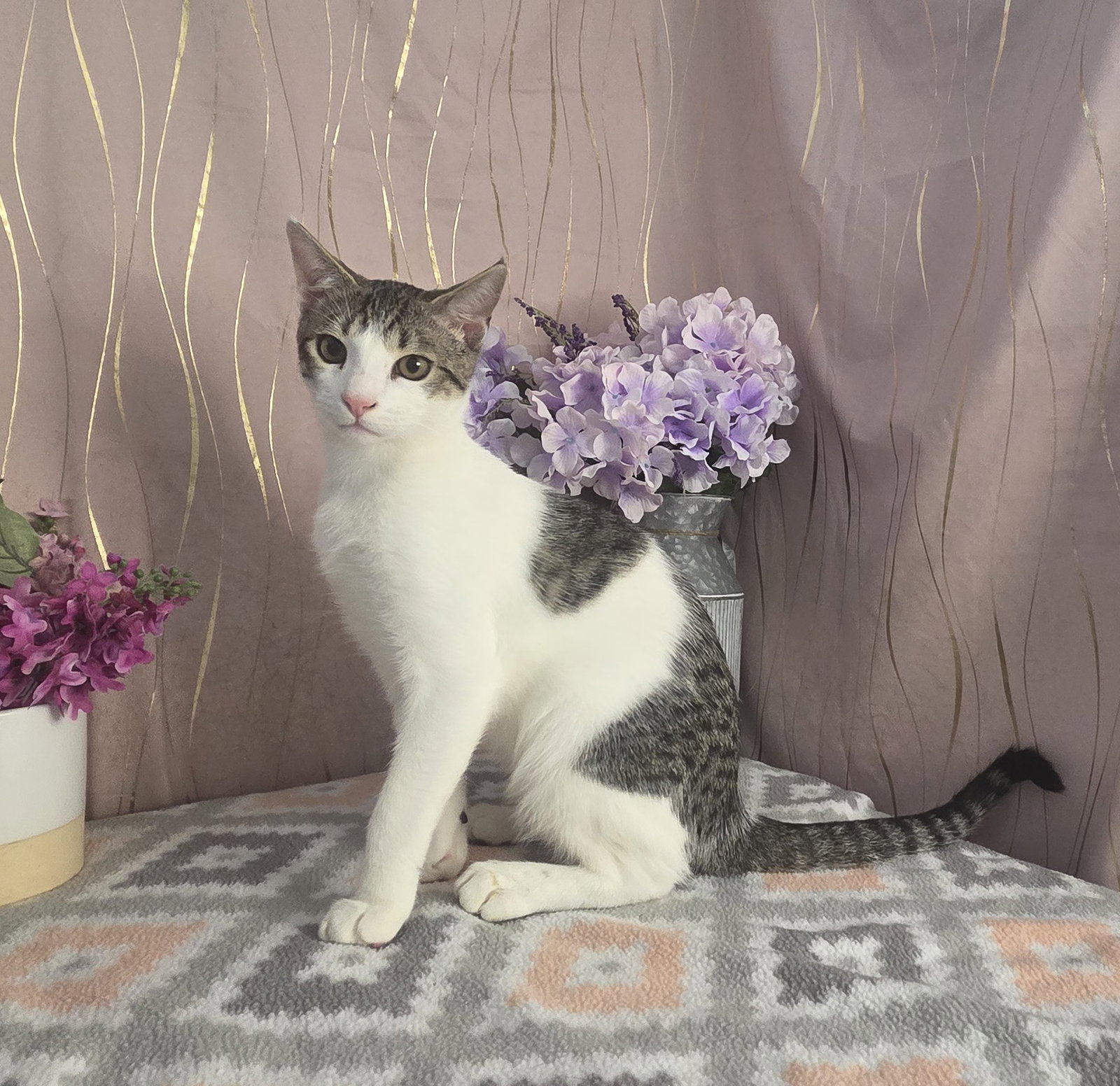 Chonkers, Domestic Short Hair