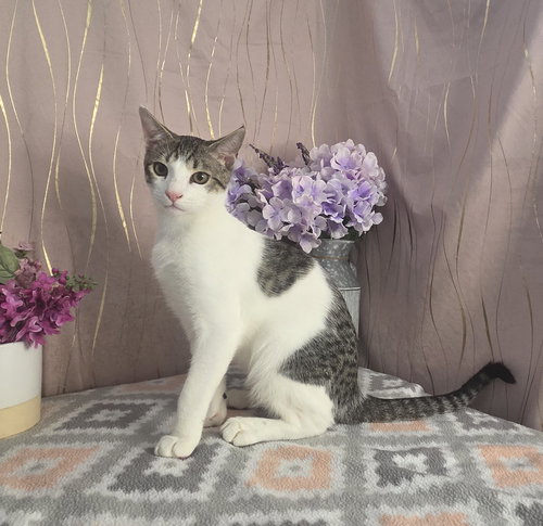 Chonkers, a cat for adoption from For Pet's Sake Rescue