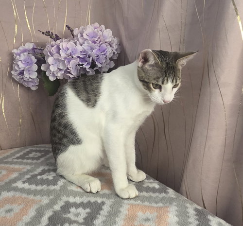 Photo 2 of Chonkers