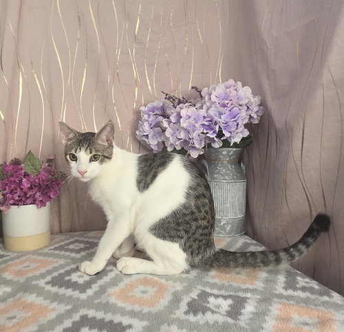 Photo 3 of Chonkers