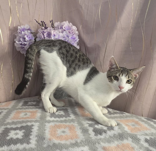 Photo 4 of Chonkers