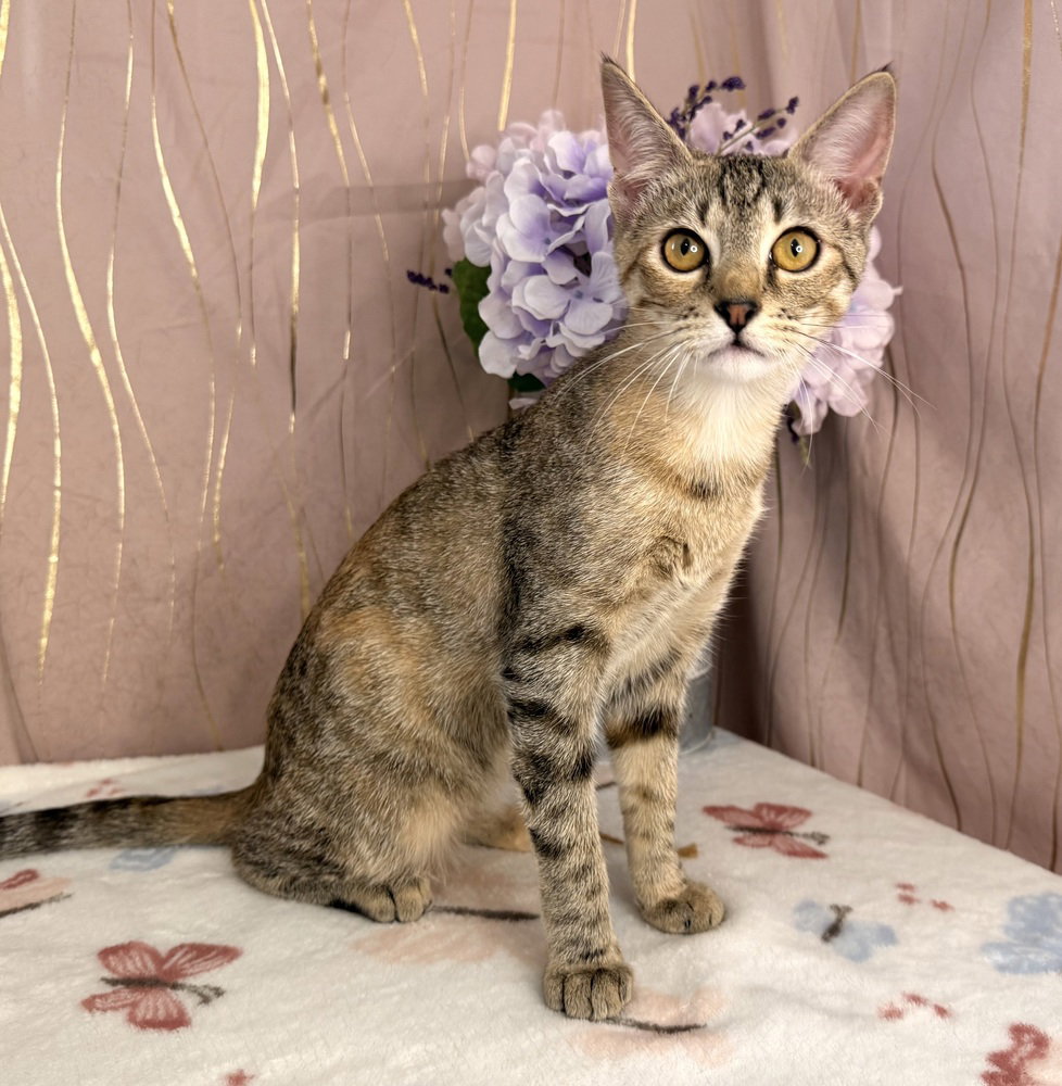 Ms. Marge, Domestic Short Hair