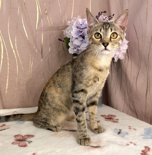 Ms. Marge, a cat for adoption from For Pet's Sake Rescue