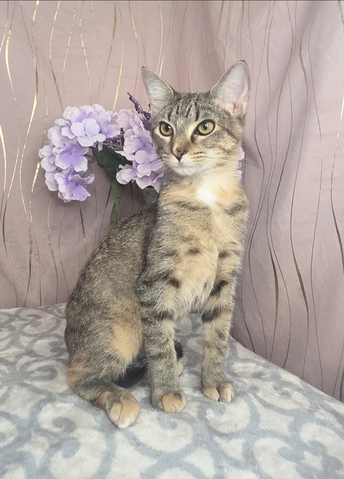 Harlie, a cat for adoption from For Pet's Sake Rescue