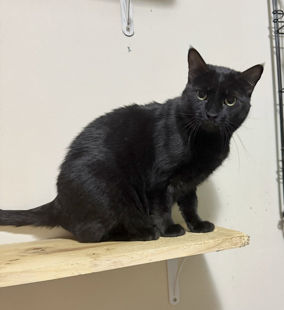 Spunky, Domestic Short Hair
