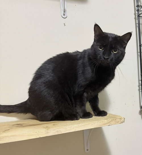 Spunky, a cat for adoption from For Pet's Sake Rescue