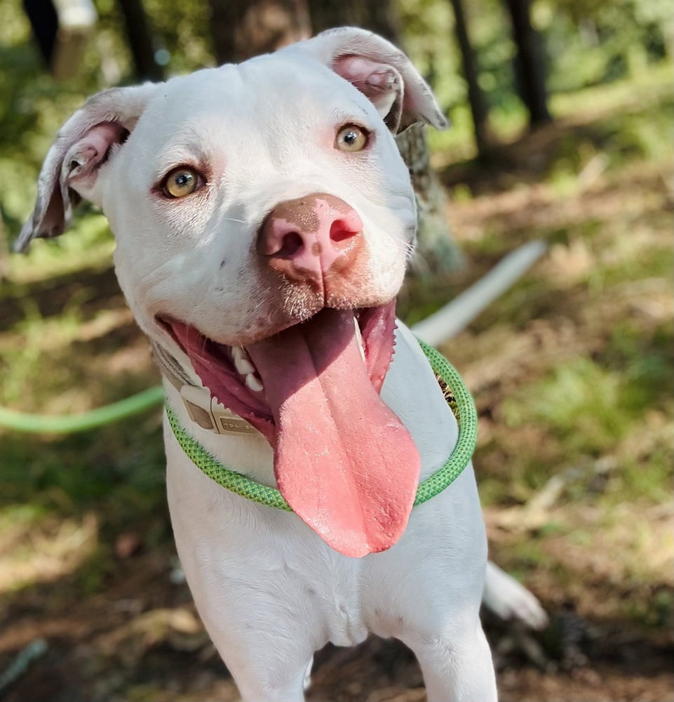 Giacomo, American Pit Bull Terrier