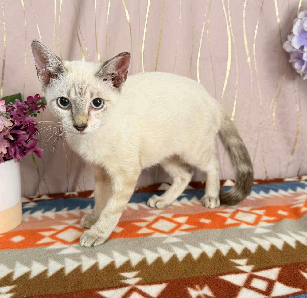 Lily, Colorpoint Shorthair