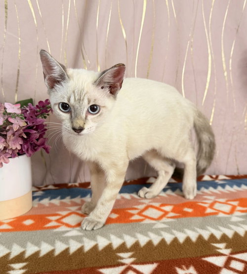 Photo 2 of Lily
