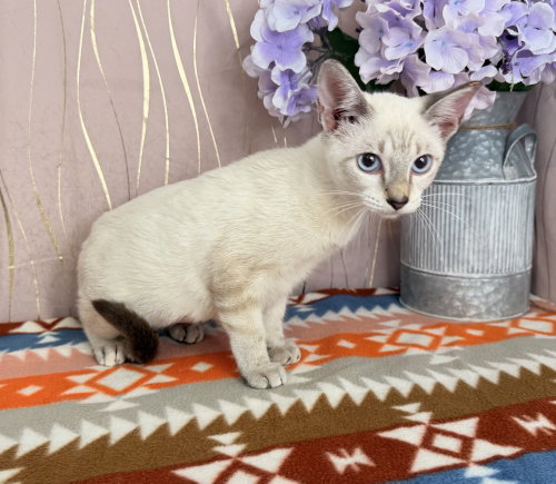 Photo 4 of Lily