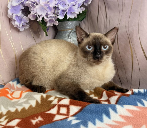 Papa, a cat for adoption from For Pet's Sake Rescue