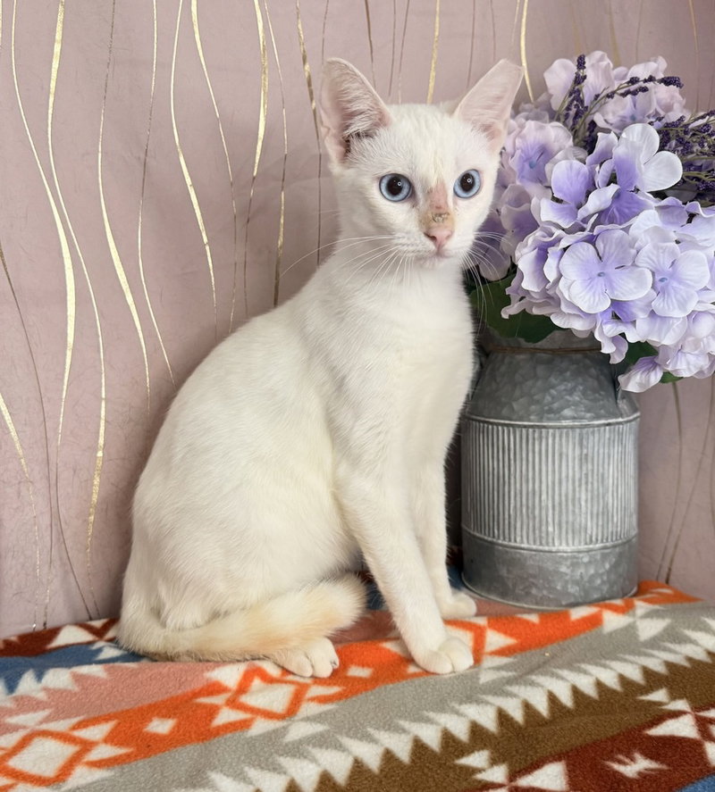 Tato, a young male Colorpoint Shorthair cat up for adoption