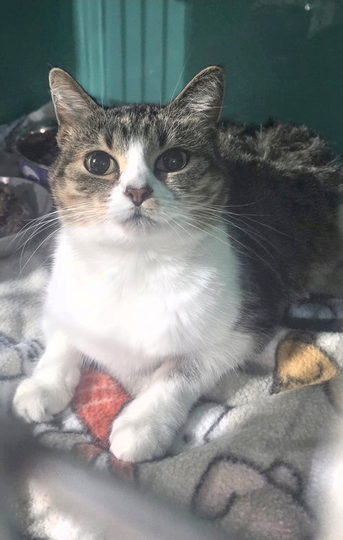 Maggy, a cat for adoption from For Pet's Sake Rescue