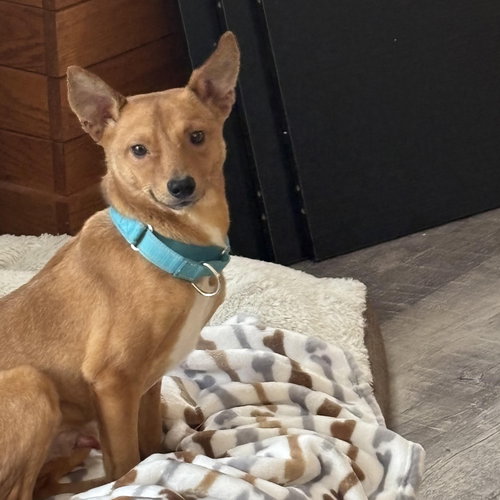 Victor, an adoptable Chihuahua in Pittsburgh, PA