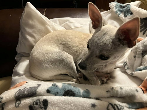 Little Man, an adoptable Chihuahua in Pittsburgh, PA