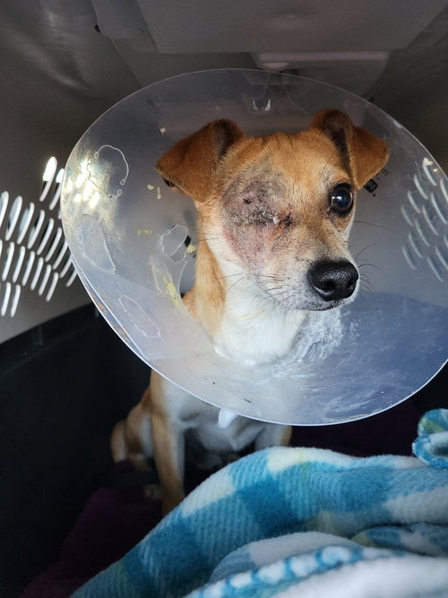 Roody, an adoptable Chihuahua in Pittsburgh, PA