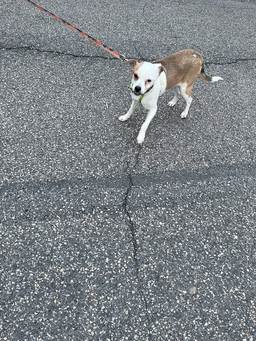Terrence, an adoptable Beagle in Pittsburgh, PA