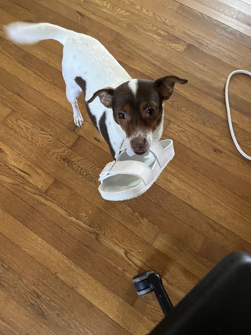 Rosie, an adoptable Jack Russell Terrier in Pittsburgh, PA