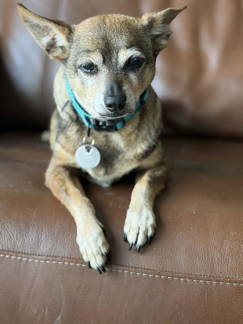 Jagger, an adoptable Chihuahua in Pittsburgh, PA