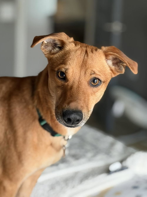 Fideo, an adoptable Unknown breed in Pittsburgh, PA