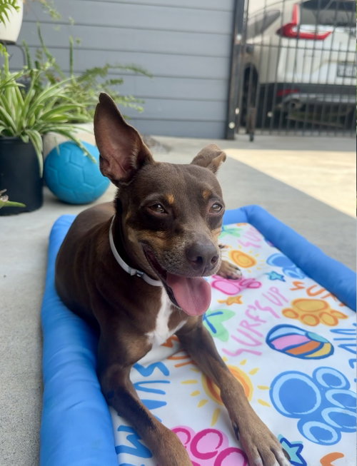 Sinatra, an adoptable Miniature Pinscher in Pittsburgh, PA