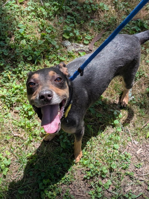 Nala, an adoptable Miniature Pinscher in Pittsburgh, PA