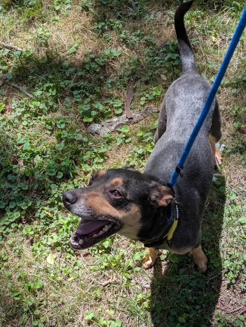 Nala photo 3