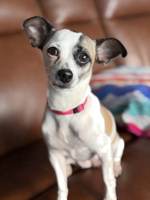 Malissa, an adoptable Chihuahua in Pittsburgh, PA