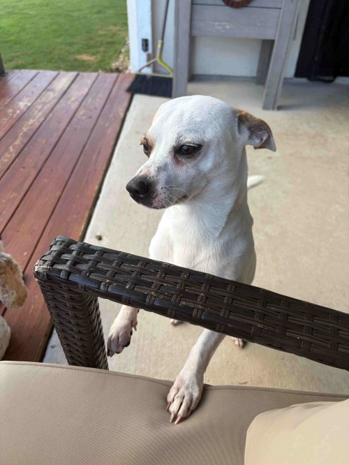 Mason, an adoptable Chihuahua in Pittsburgh, PA