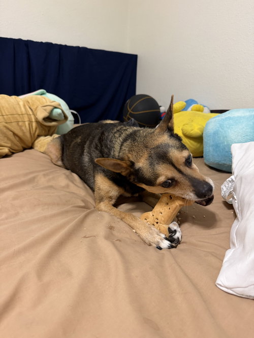 Paisley, a dog for adoption from A Friend In Need Rescue