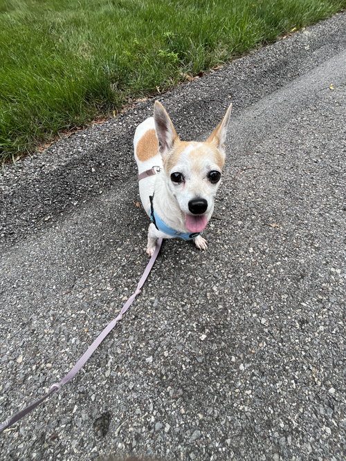 Dot, a dog for adoption from A Friend In Need Rescue