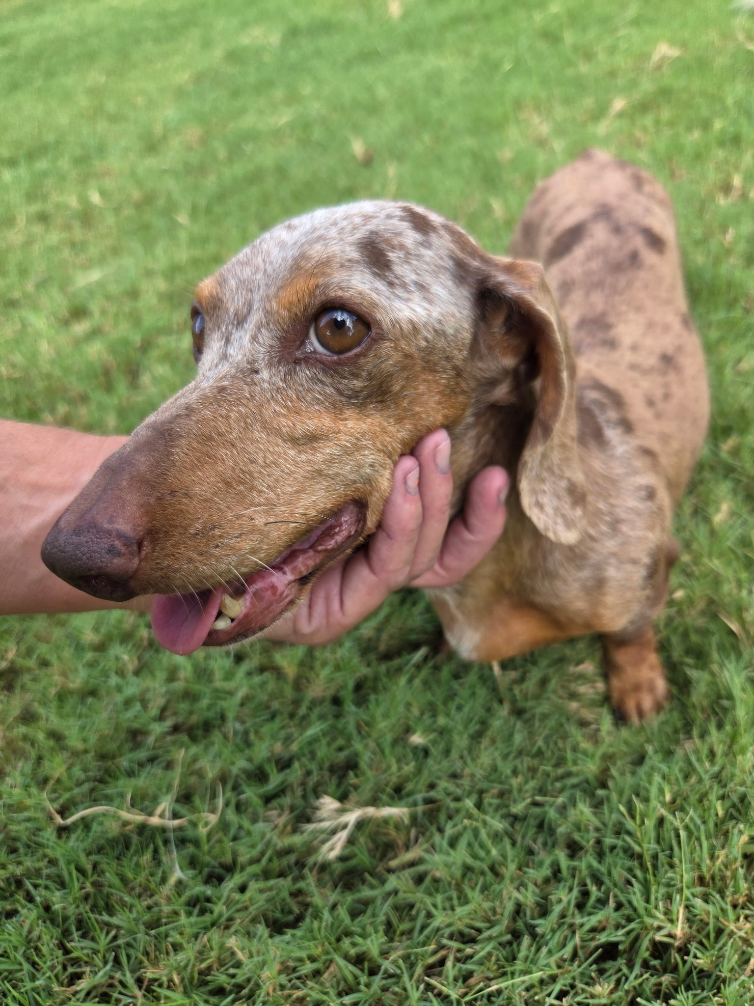 Harper, Dachshund