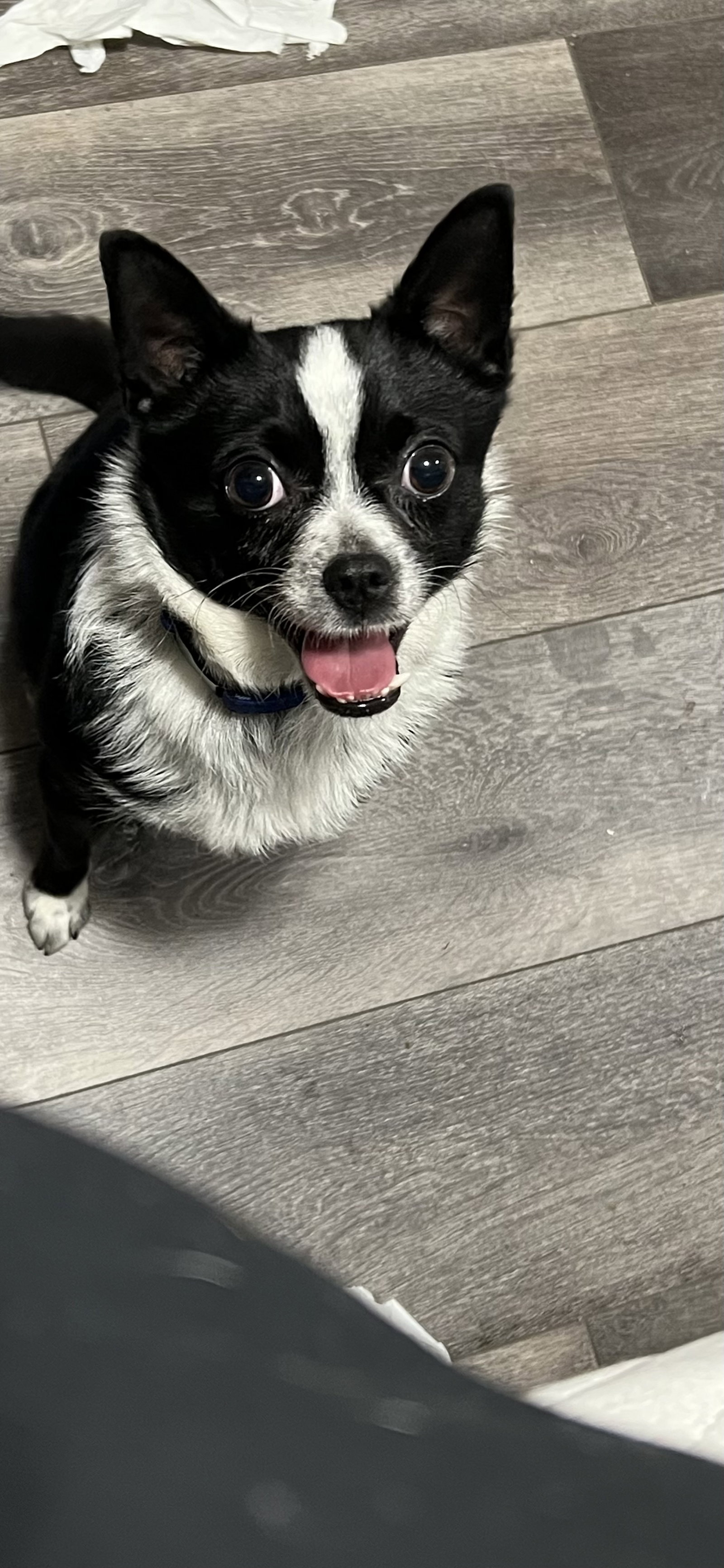 Little Bean