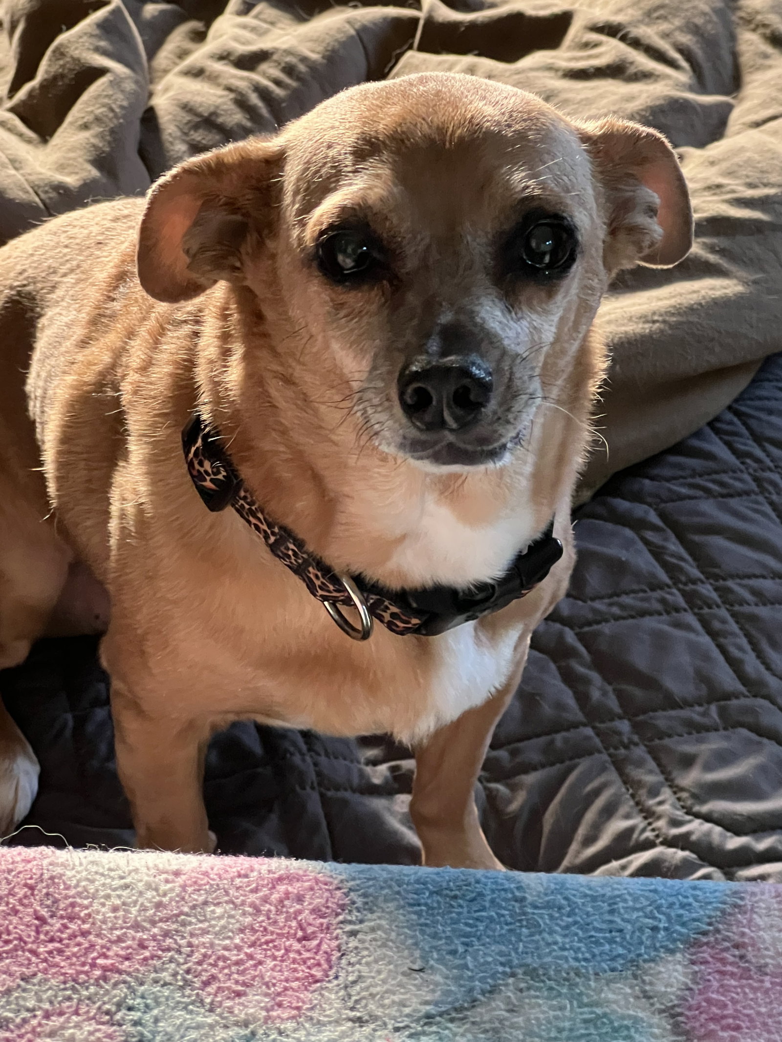 Chihuahua