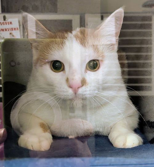 Carmy, Young Domestic Short Hair / Mixed, cat for adoption in Syracuse, New York