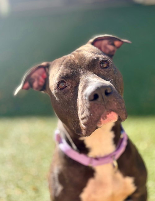 Diamond, an adoptable Pit Bull Terrier in Liverpool, NY