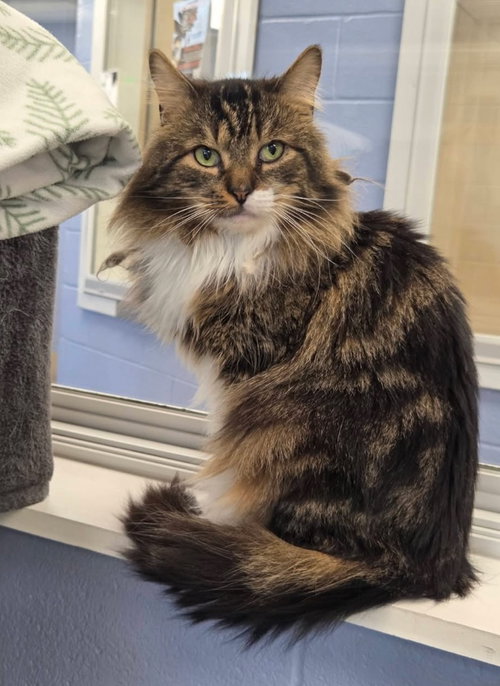 George (Tabby)