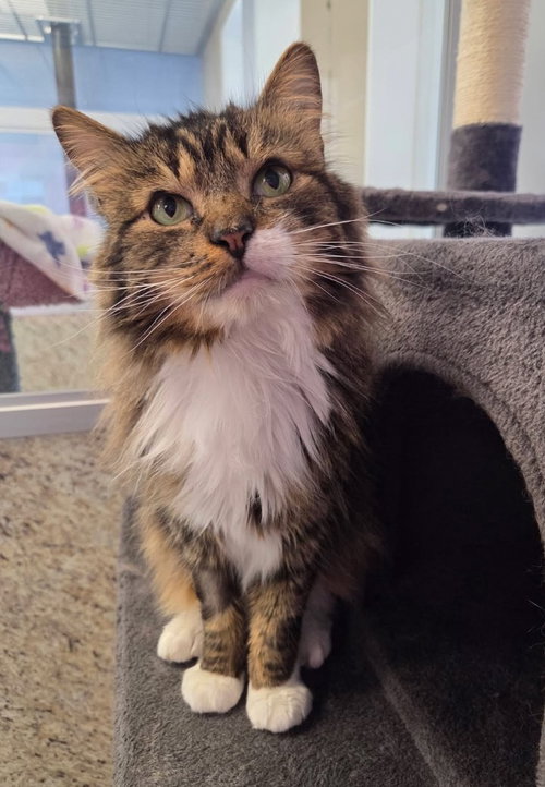 George (Tabby), Adult Domestic Medium Hair / Mixed, cat for adoption in Liverpool, New York