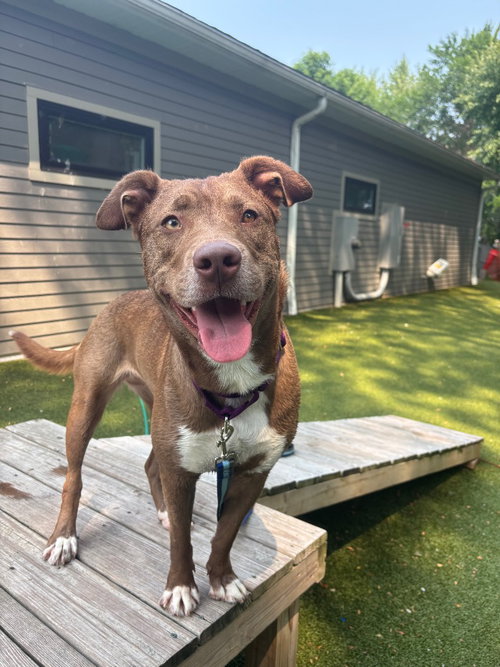 Lainey, an adoptable Husky in Liverpool, NY