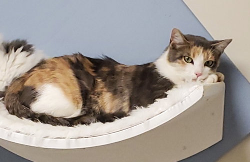 Perler, Adult Domestic Short Hair / Mixed, cat for adoption in Syracuse, New York