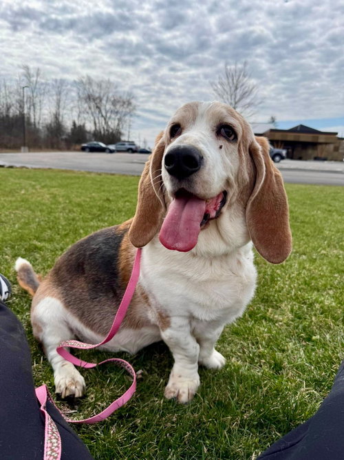Artie, an adoptable Basset Hound in Liverpool, NY
